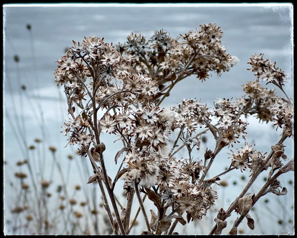 Prairie Goldenrod in the Wintertime by eahopp