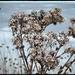 Prairie Goldenrod in the Wintertime