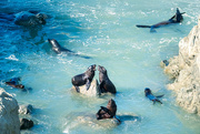 6th Mar 2025 - Seal Pup Resort