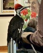 5th Mar 2025 - Naughty Woodpecker