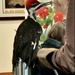 Naughty Woodpecker