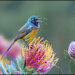 Rainbow colours by ludwigsdiana