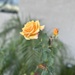 Rose by loweygrace