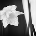 Blooming