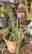 6th Mar 2025 - Snake head Fritillary.....