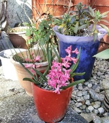 21st Feb 2025 - Pink Hyacinth....
