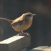 Carolina Wren in the sunshine... by marlboromaam