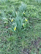 5th Mar 2025 - IMG_20250305_162240