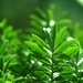 Leaves ~~~~ by ziggy77