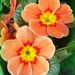 Pretty Primulas 