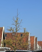 6th Mar 2025 - IMG_5971