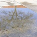 Tree in a Puddle