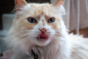 5th Mar 2025 - Licky Cat