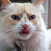 Licky Cat