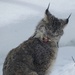 Lynx licks  by radiogirl