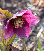 6th Mar 2025 - Rainbow pink
