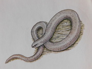 6th Mar 2025 - "snake"