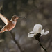 First Female Rufous of the Season by jgpittenger