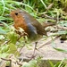 Robin in the Garden by carole_sandford