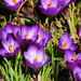Crocus Blooms by seattlite