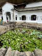 24th Feb 2025 - Water lillies. 