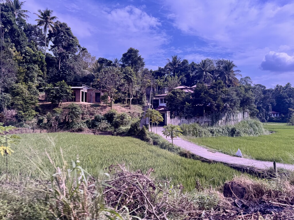 On the road to Kandy.  by cocobella