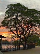 3rd Mar 2025 - Sunset through a tree. 