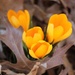 Snow Crocus