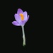 Tiny Snow Crocus