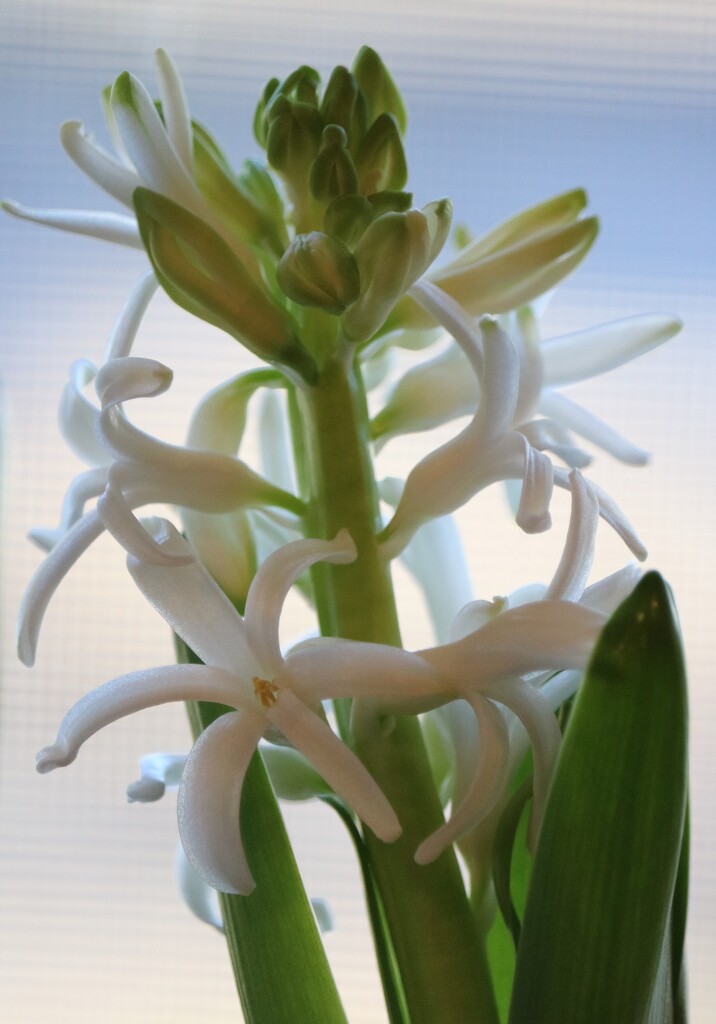 Hyacinth by daisymiller