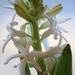 Hyacinth