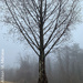 Foggy Morning