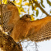 Red Shouldered Hawk! by rickster549
