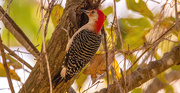 6th Mar 2025 - Red Bellied Woodpecker