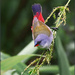 A colourful little bird by ludwigsdiana