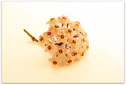 7th Mar 2025 - Hoya Bloom..