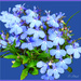 In the blue. by beryl