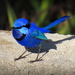 Me and my Shadow by judithdeacon