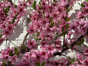 3rd Mar 2025 - Peach Blossom 