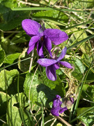 4th Mar 2025 - Violets