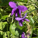 Violets