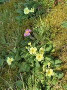 5th Mar 2025 - Primroses