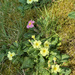 Primroses