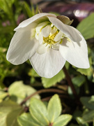 6th Mar 2025 - Hellebore