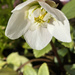 Hellebore