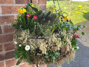 7th Mar 2025 - Winter into Spring