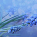 Wild hyacinth~~~~~ by ziggy77