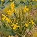 Daffodil cheer by lizgooster