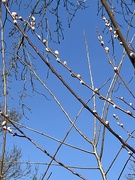 7th Mar 2025 - IMG_5974