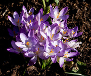 7th Mar 2025 - Rainbow purple